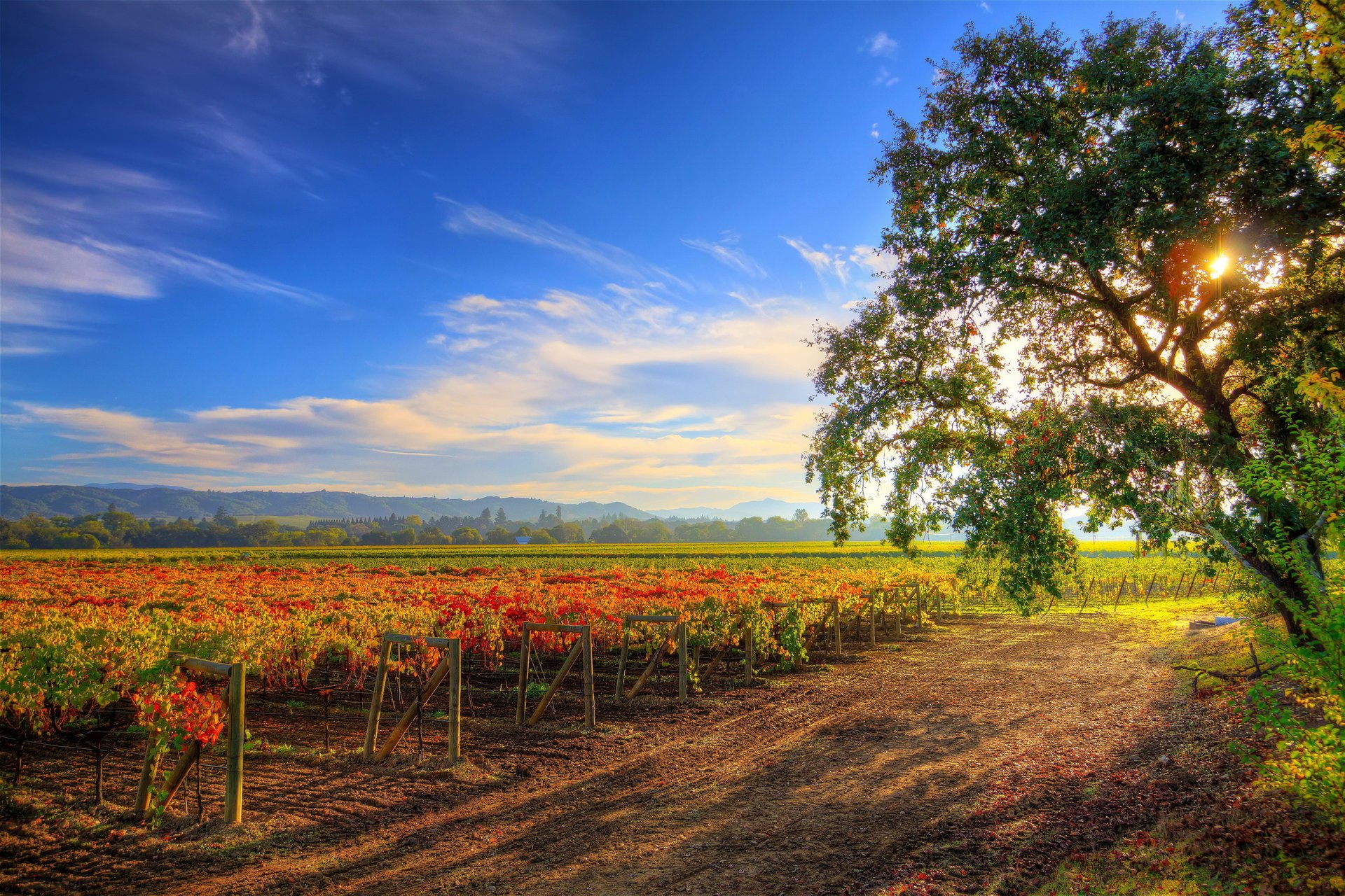 healdsburg wine tour пейзаж осень небо кусты природа виноградник