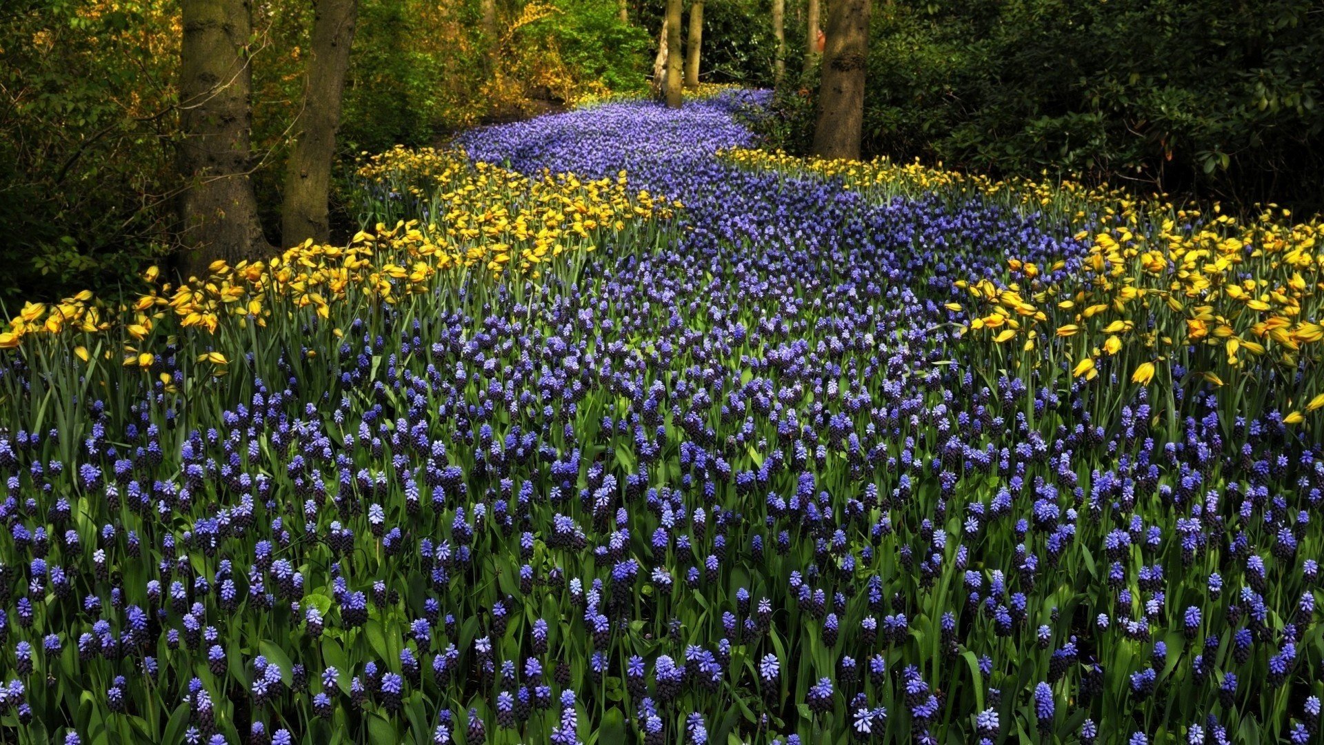 keukenhof kwiaty holandia park drzewa hiacynty tulipany