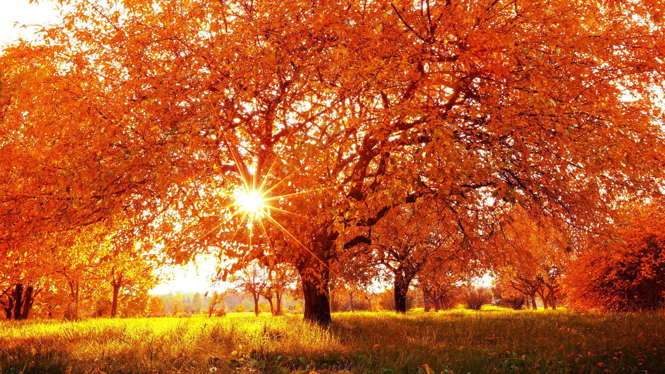 herbst natur schön sonne