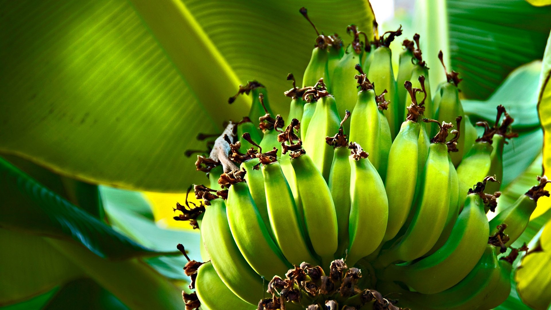 grün bananen baum blätter