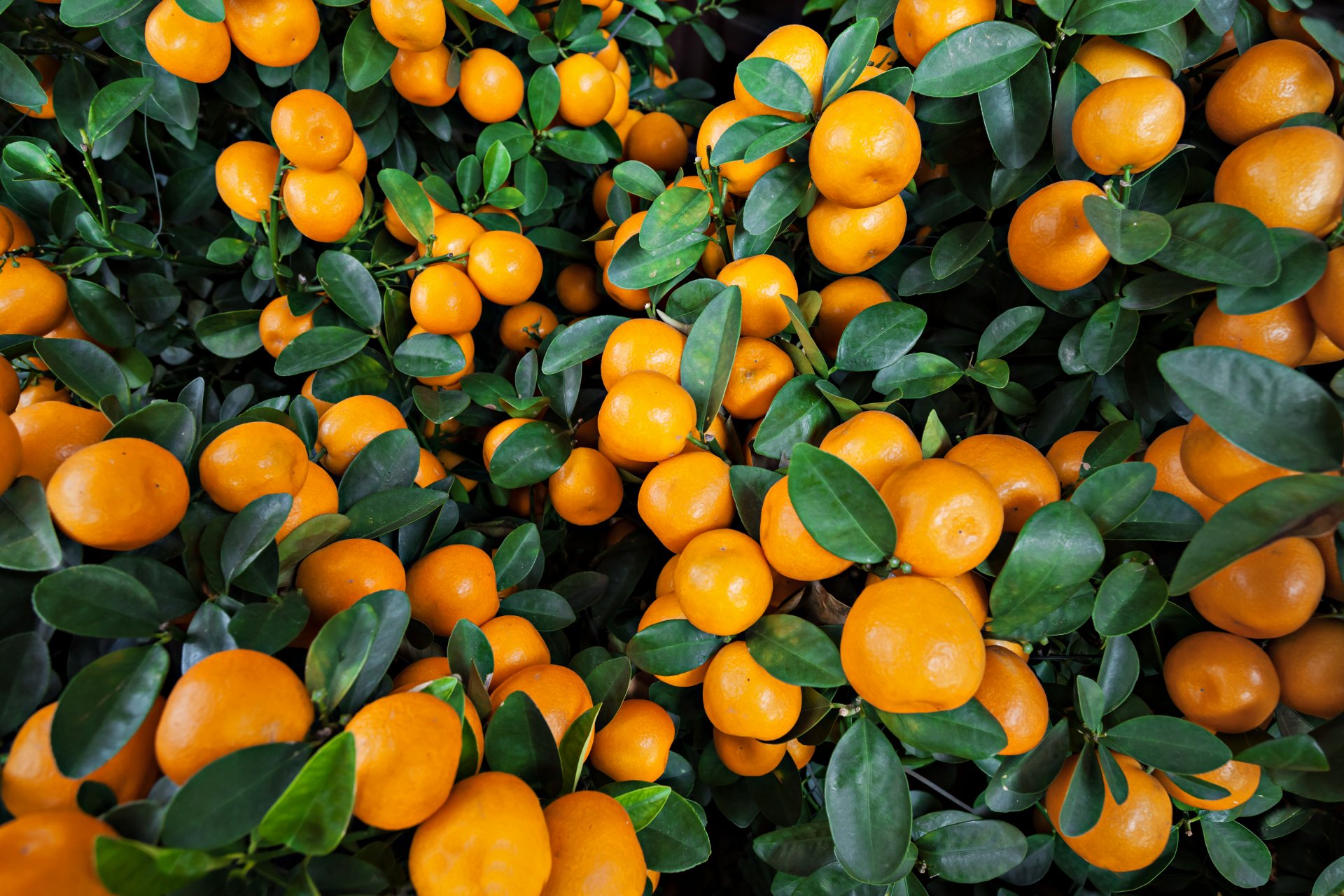 oranges fruits leave