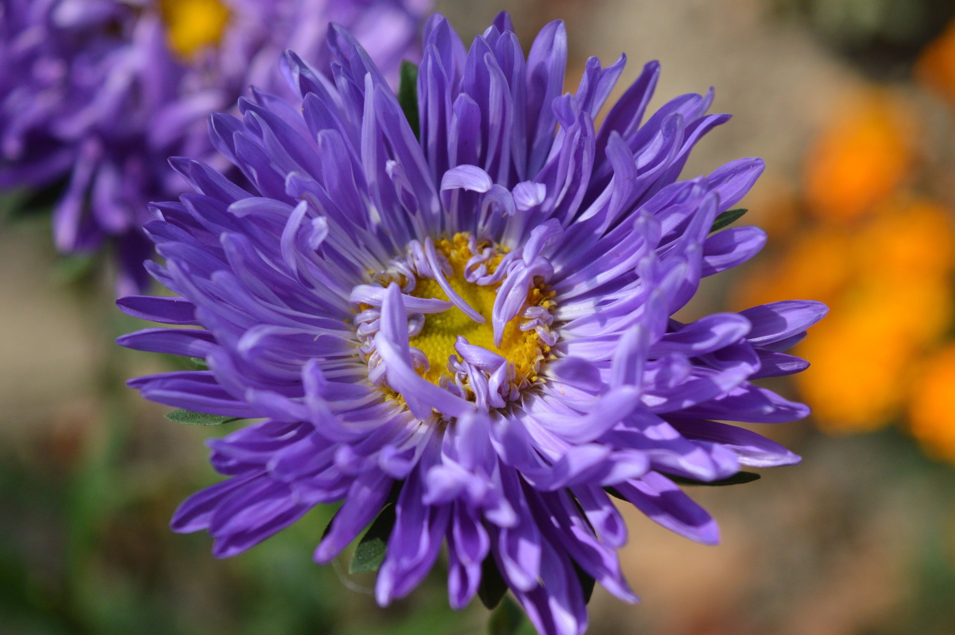 aster aistra kvitka fiore