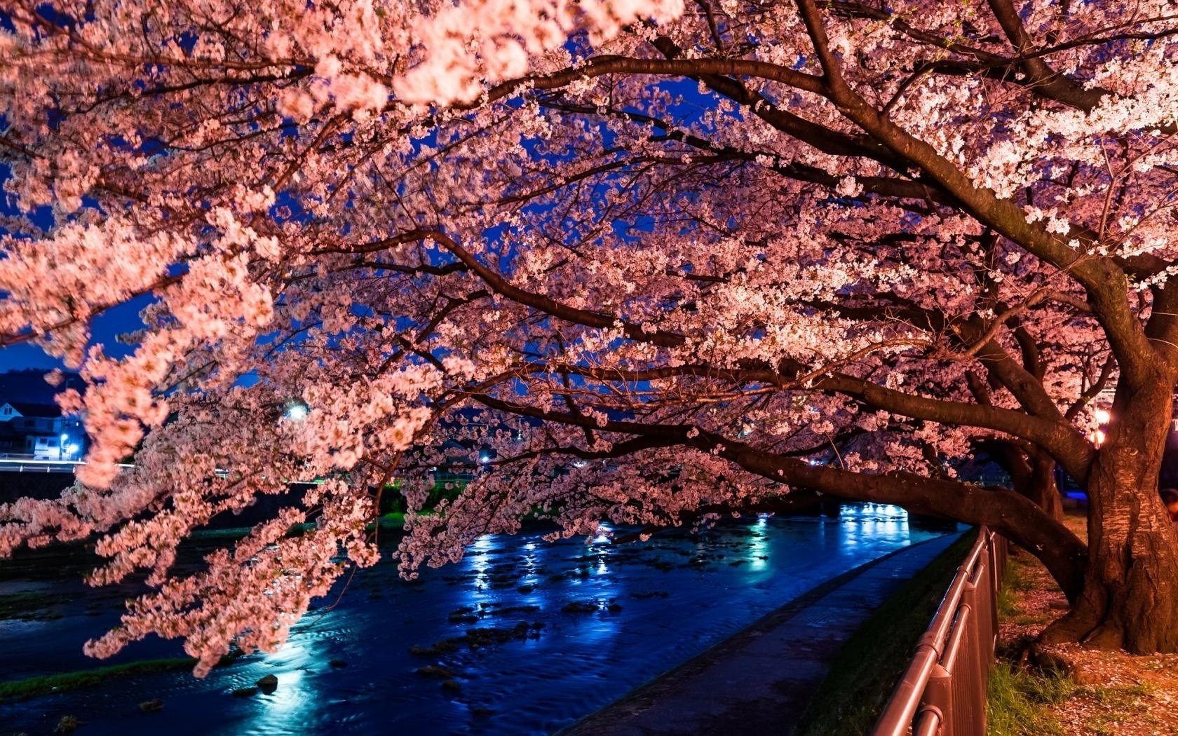 flor de cerezo árbol sakura