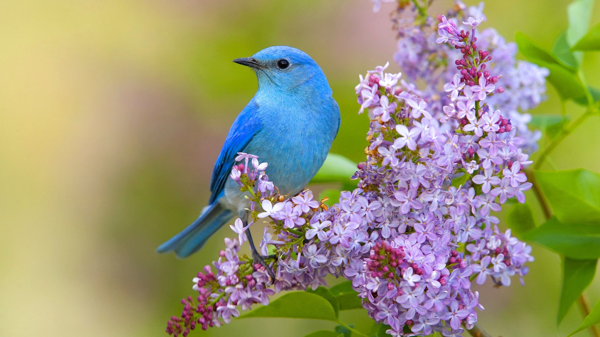 flores pájaro primavera lila