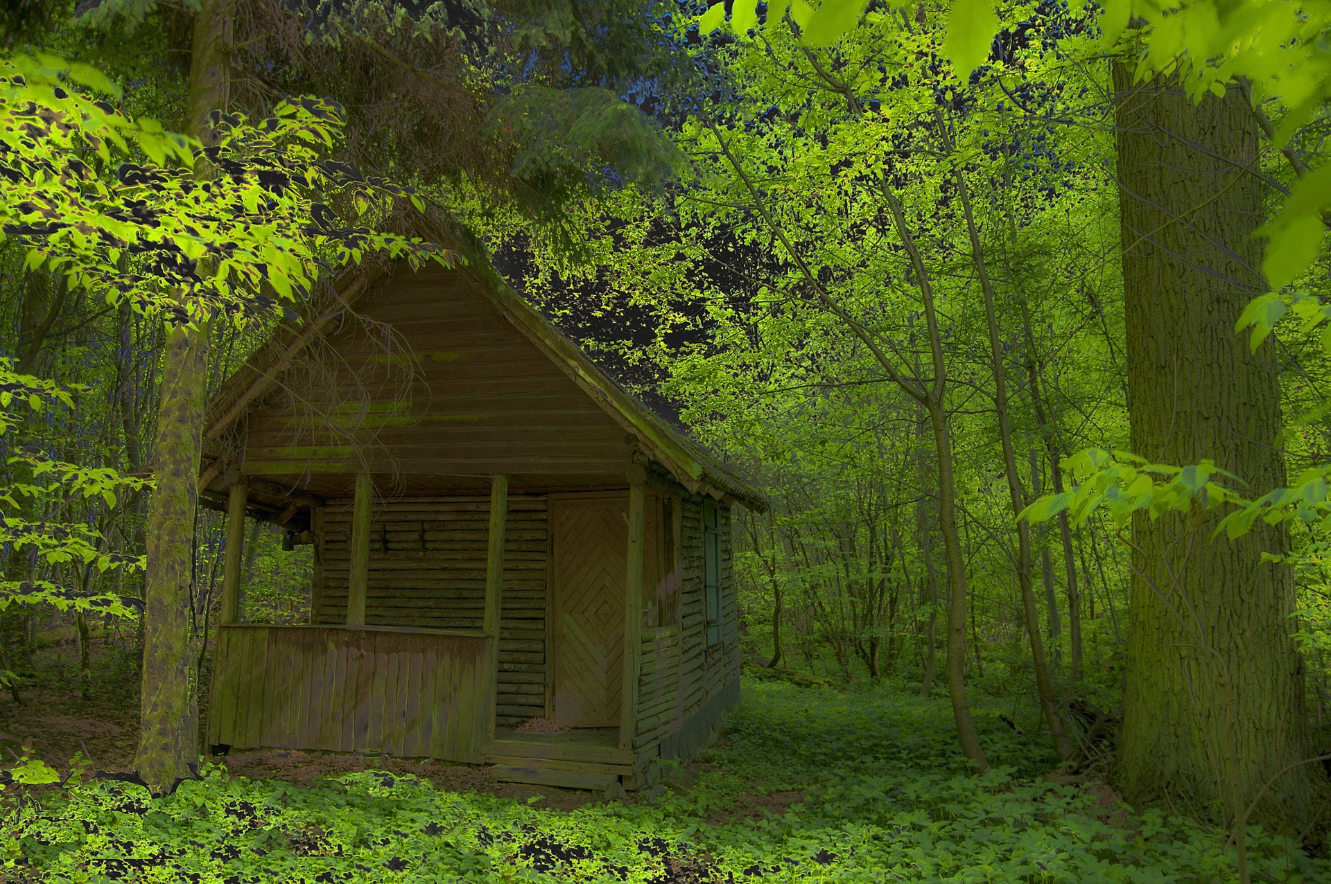 las drzewa liście zarośla domek