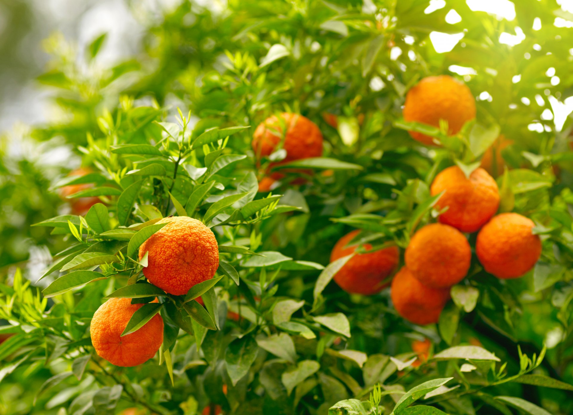 oranges fruits feuilles