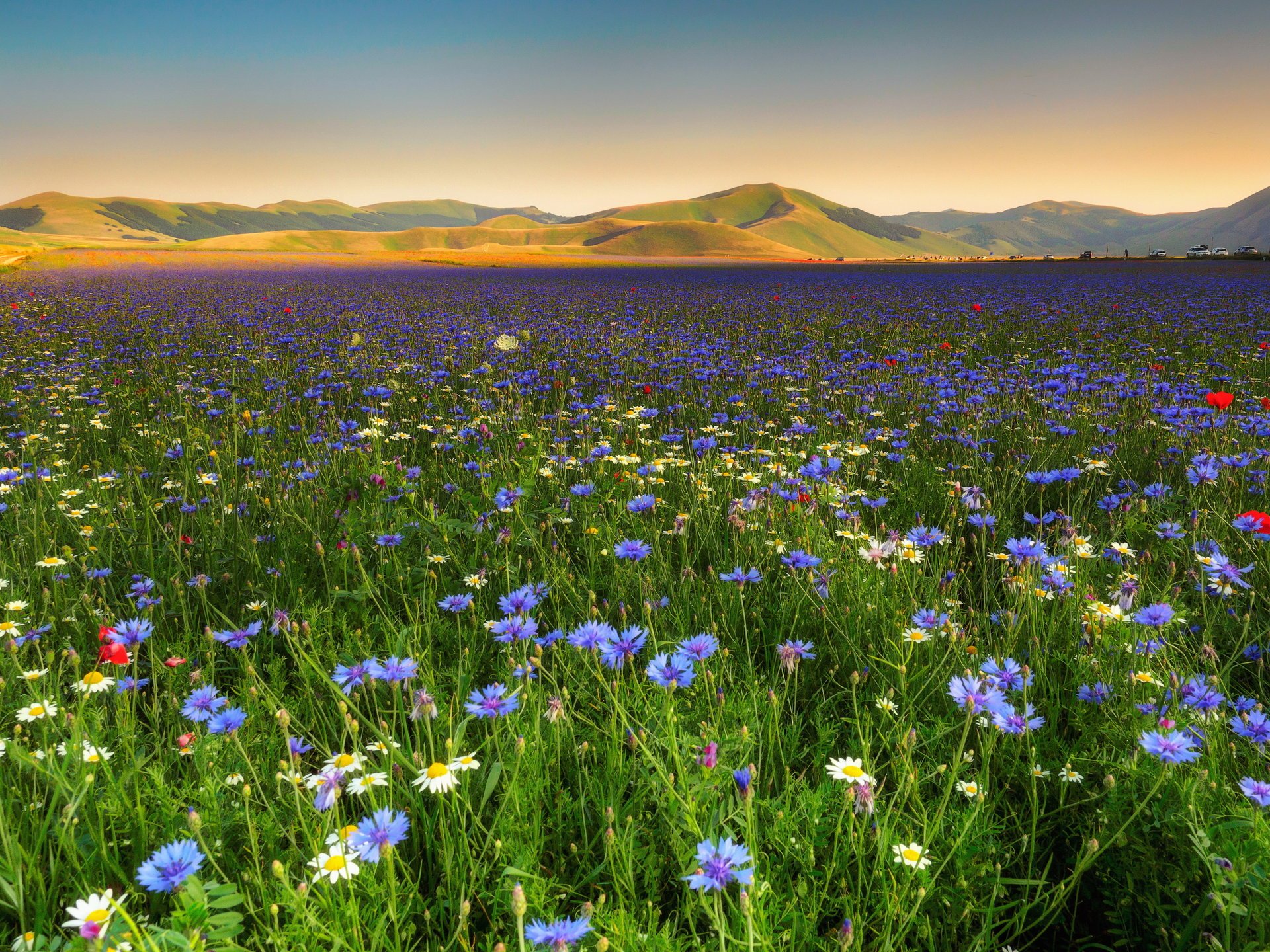 champ de paysage fleurs bleuets marguerites nature