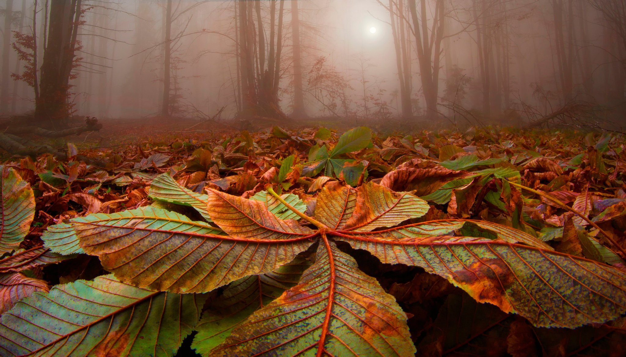 autumn leaves trees fog forest