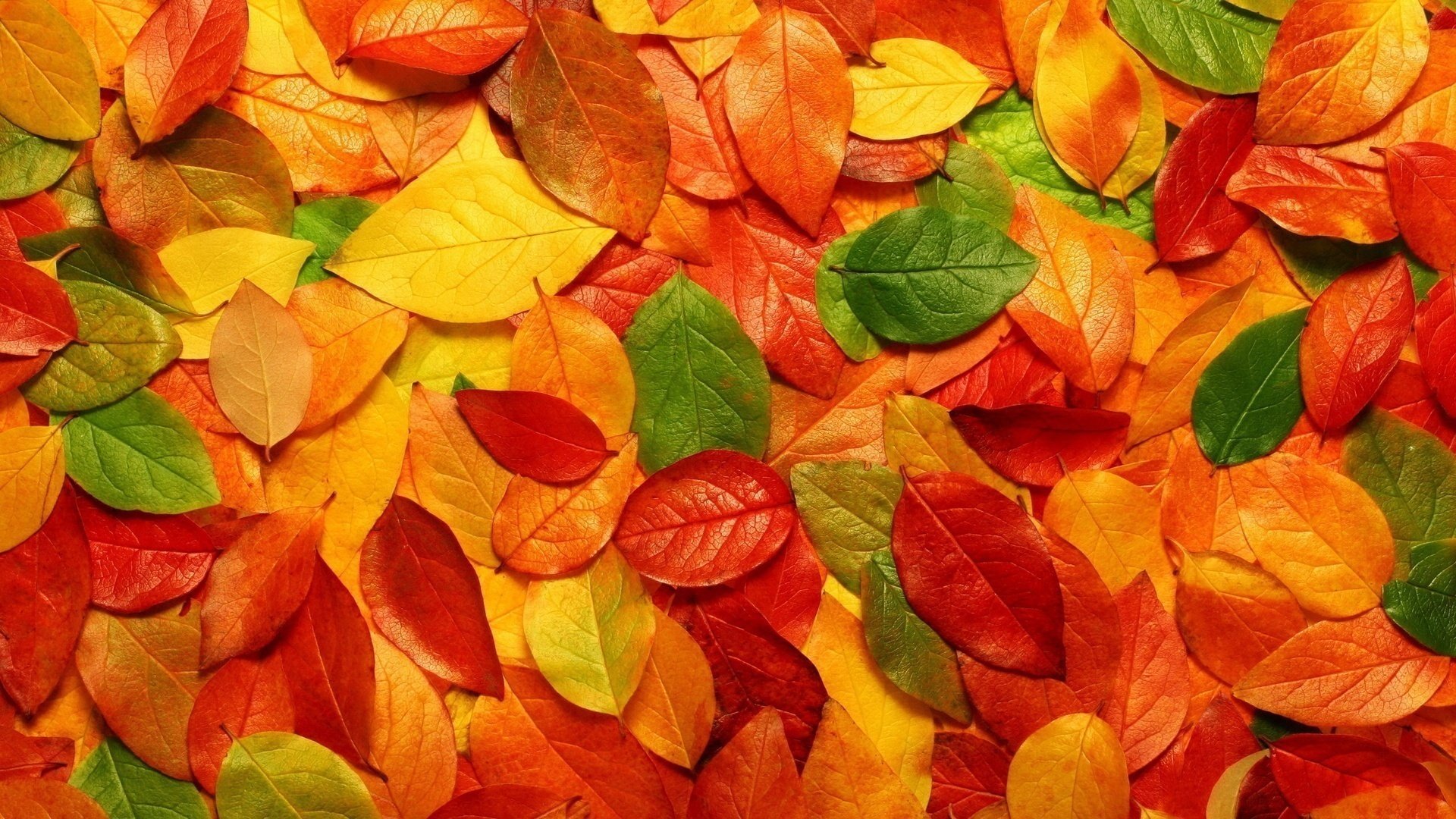 esprit d automne feuilles feuillage couleurs