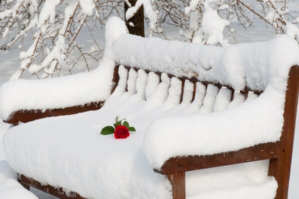 A red rose on a snow-covered bench