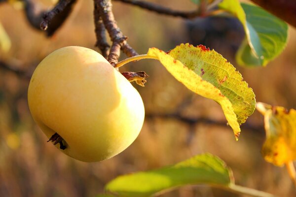 Skala jabłek jesiennych kolorów