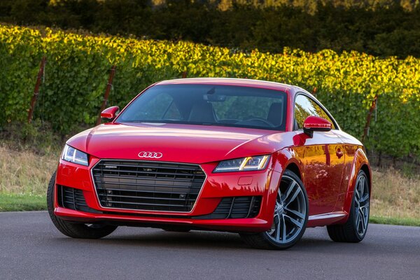 Audi rojo sobre fondo de flores amarillas