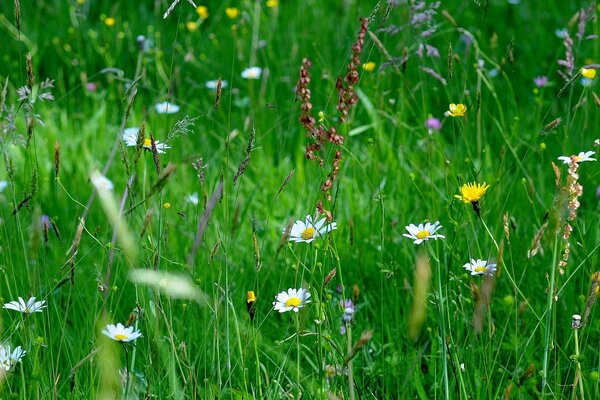 Prairie verte de différentes plantes