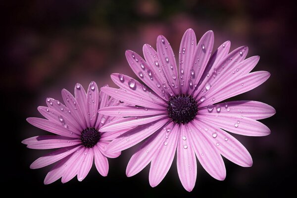 Fleurs roses humides sur fond sombre