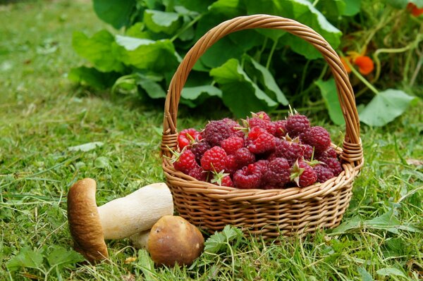 Panier forestier avec des baies et des champignons