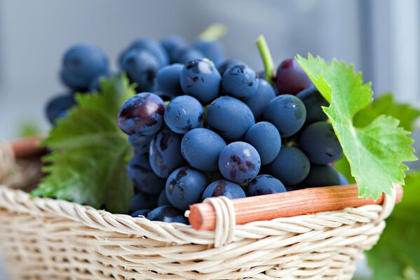 A bunch of delicious black grapes