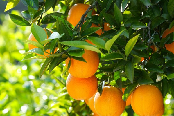 Arancio in una giornata di sole. z