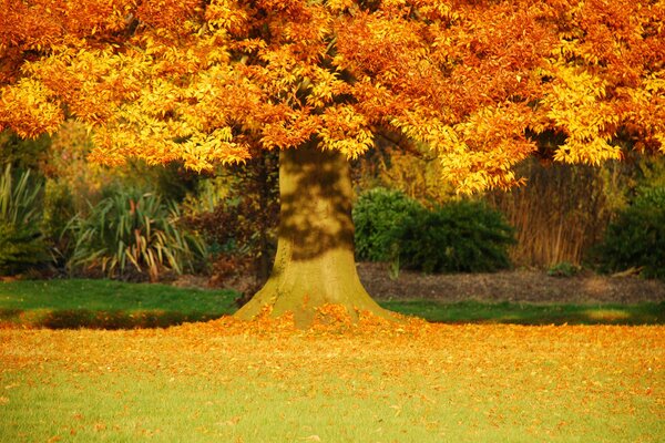 Jesienny krajobraz ze złotym drzewem