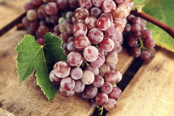 A bunch of ripe red grapes with a leaf