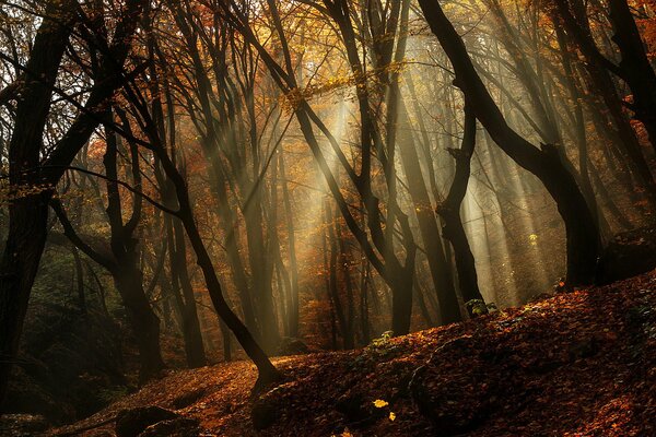 Der dumpfe Wald wacht auf. Herbstlicher Sonnenaufgang