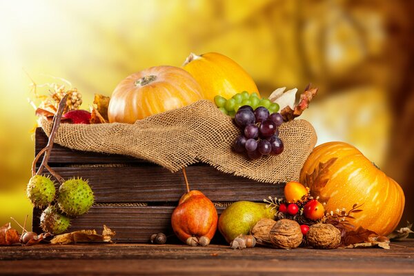 Autumn harvest of pumpkins in a box