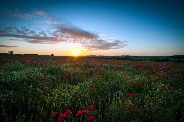 Tramonto sullo sfondo del campo