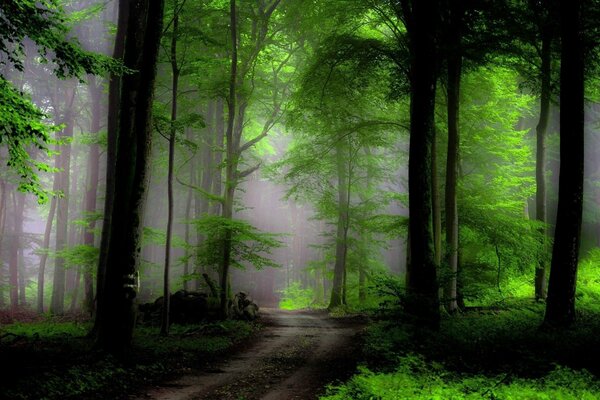 The road is in the forest and the sunlight highlights the green trees