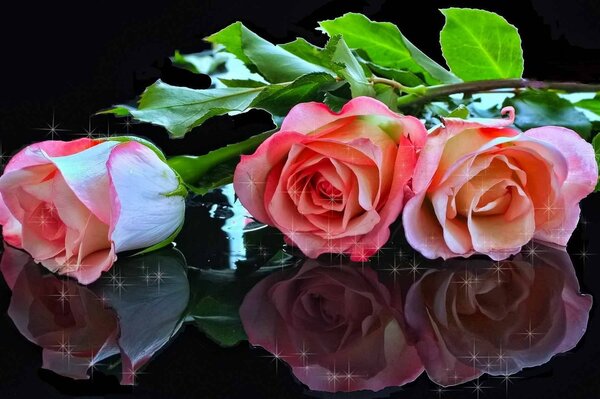 Shiny pink roses on a black table