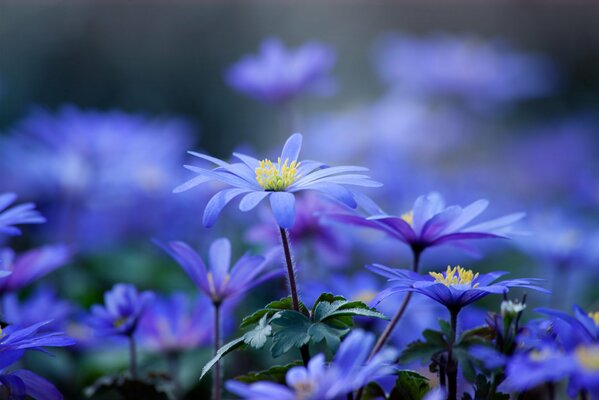 Pétalos de flores azules sobre fondo borroso