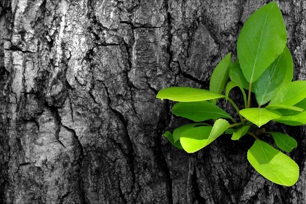 A sprout of light green leaves in a tree