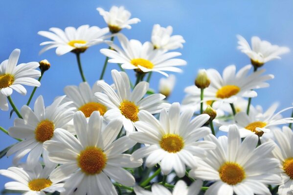 Helle sonnige Gänseblümchen auf Himmelshintergrund