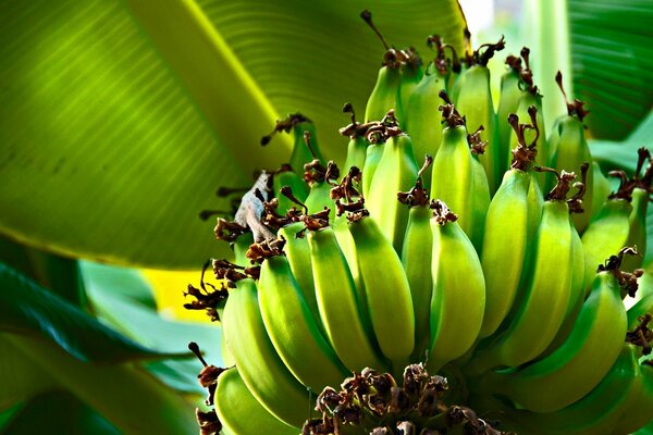 Hojas de árbol y plátanos verdes