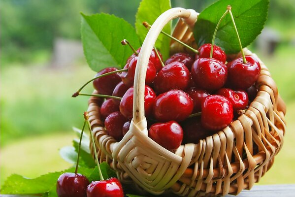 Berries. the brightness of cherries. basket