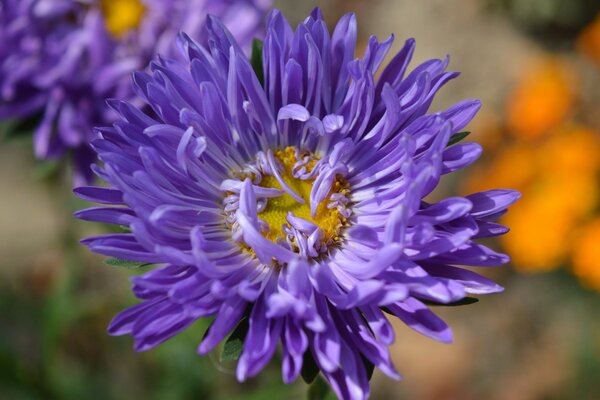 Purple aster flower on a flower bed