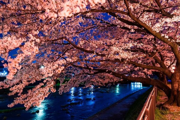 Allée de nuit le long de la clôture d un grand arbre plié