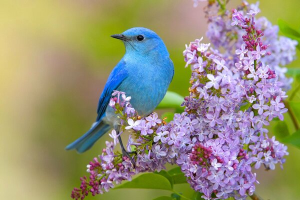 Oiseau bleu avec une branche de lilas veut faire des amis