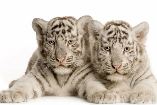 Tigres albinos. Tigres blancs nez rose