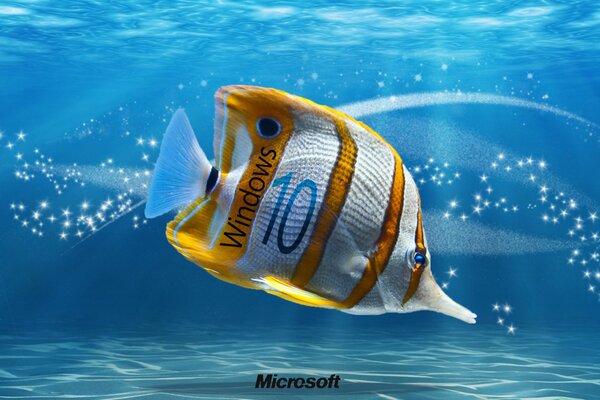 Oceano, pesce. Sfondi per Windows 10