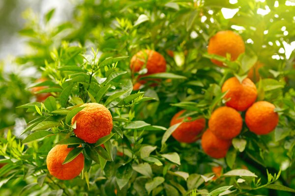 Bunches of oranges on an orange tree