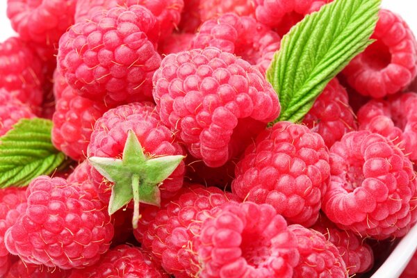 Frische, ausgewählte, köstliche Himbeeren