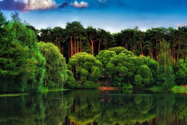 Unglaublich grüner Wald in der Nähe des Meeres