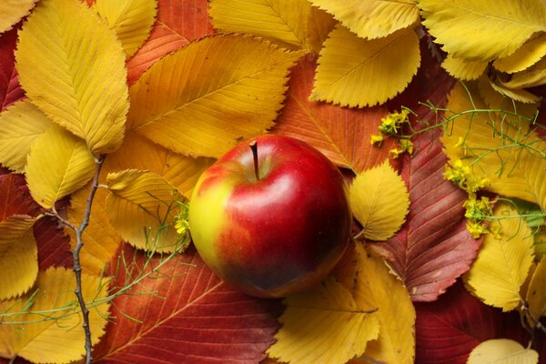 La mela rossa giace sulle foglie