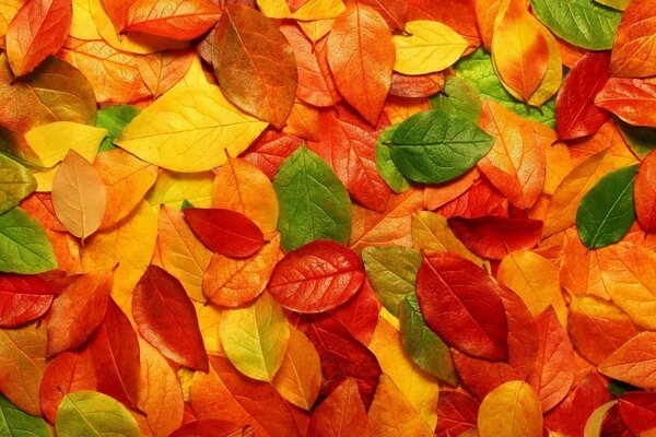 Colorful bright autumn leaves