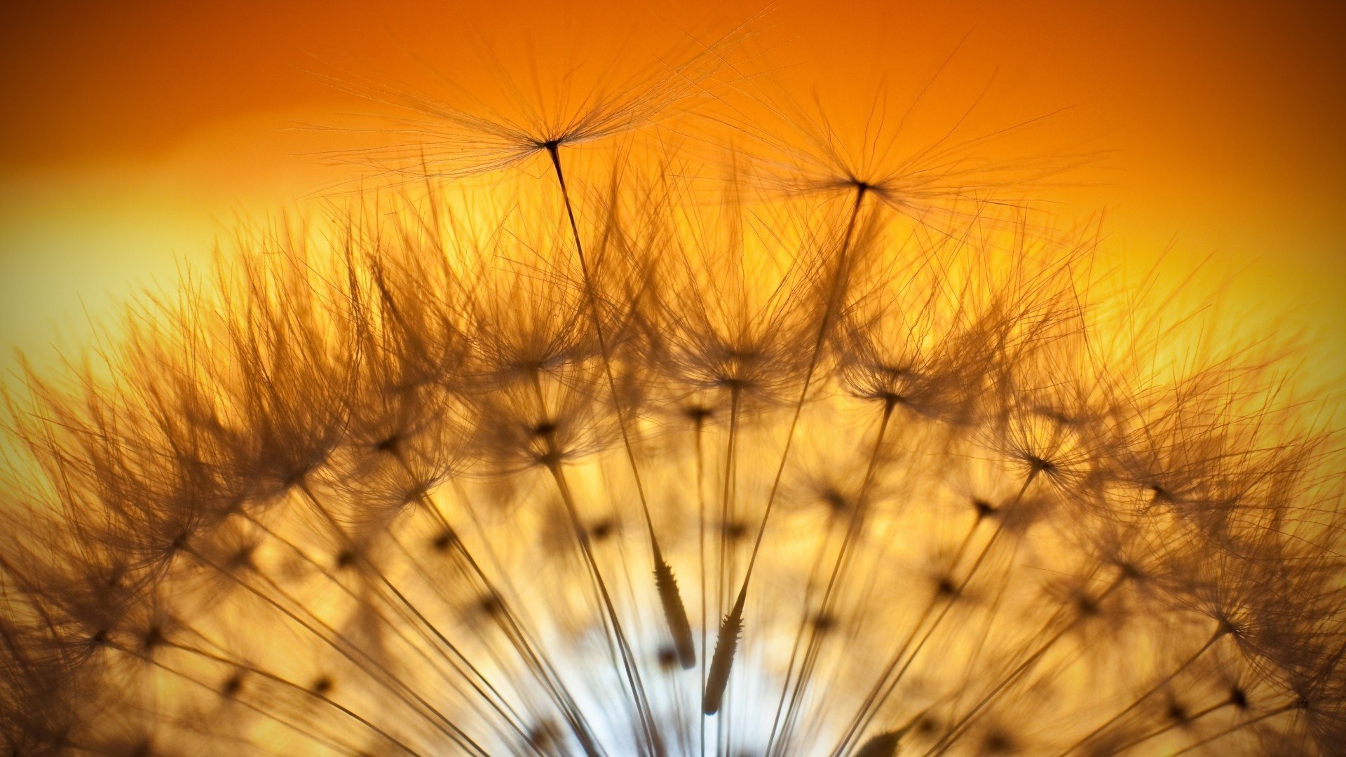 oduvanchik the sun yellow sunset flight plant