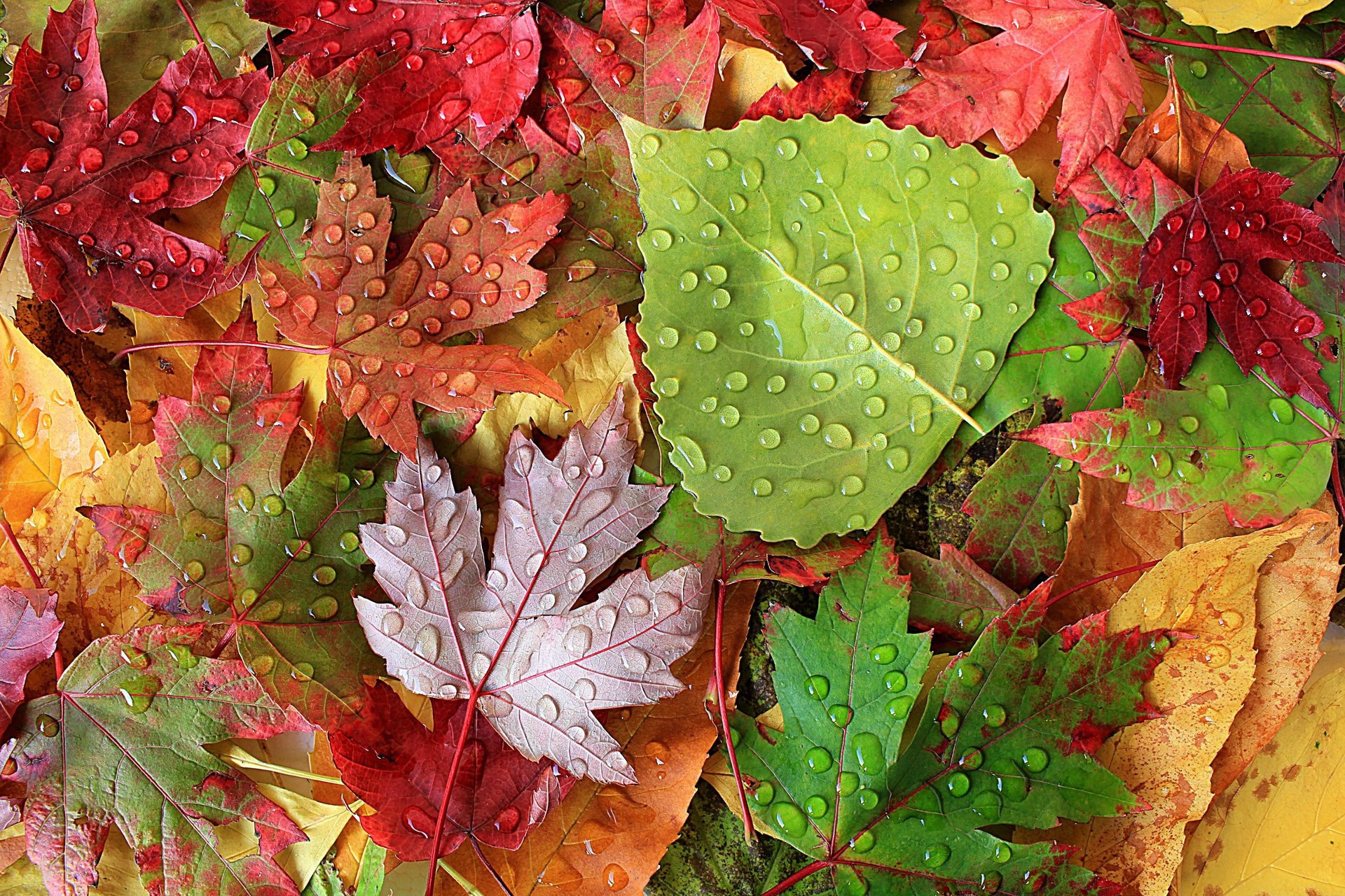 autunno foglie foglie cadute gocce dopo la pioggia macro