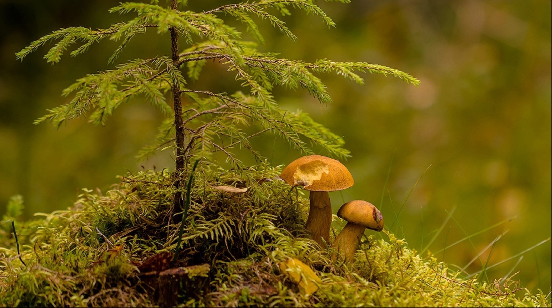 sul tubercolo albero di natale funghi primo piano