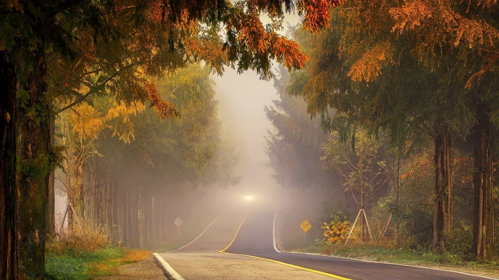 autumn road fog light