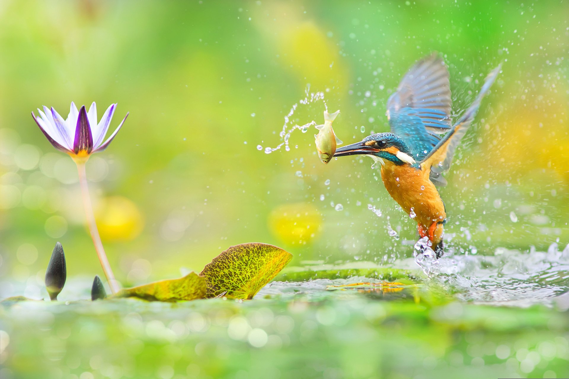 aves del mundo pájaro fuyi chen taiwán martín pescador fotógrafo estanque loto pescado salpicaduras