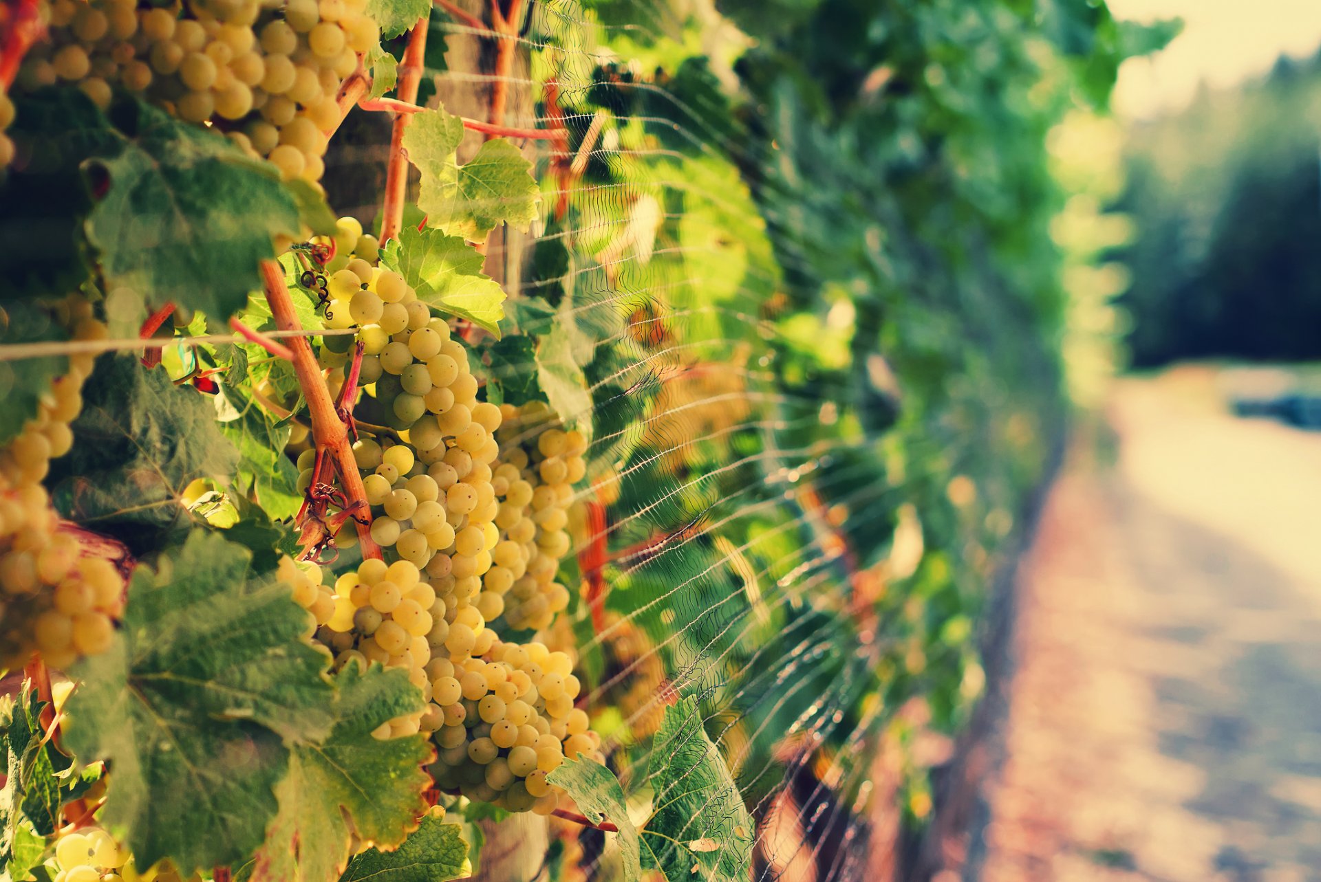 vineyard vine grapes light bokeh