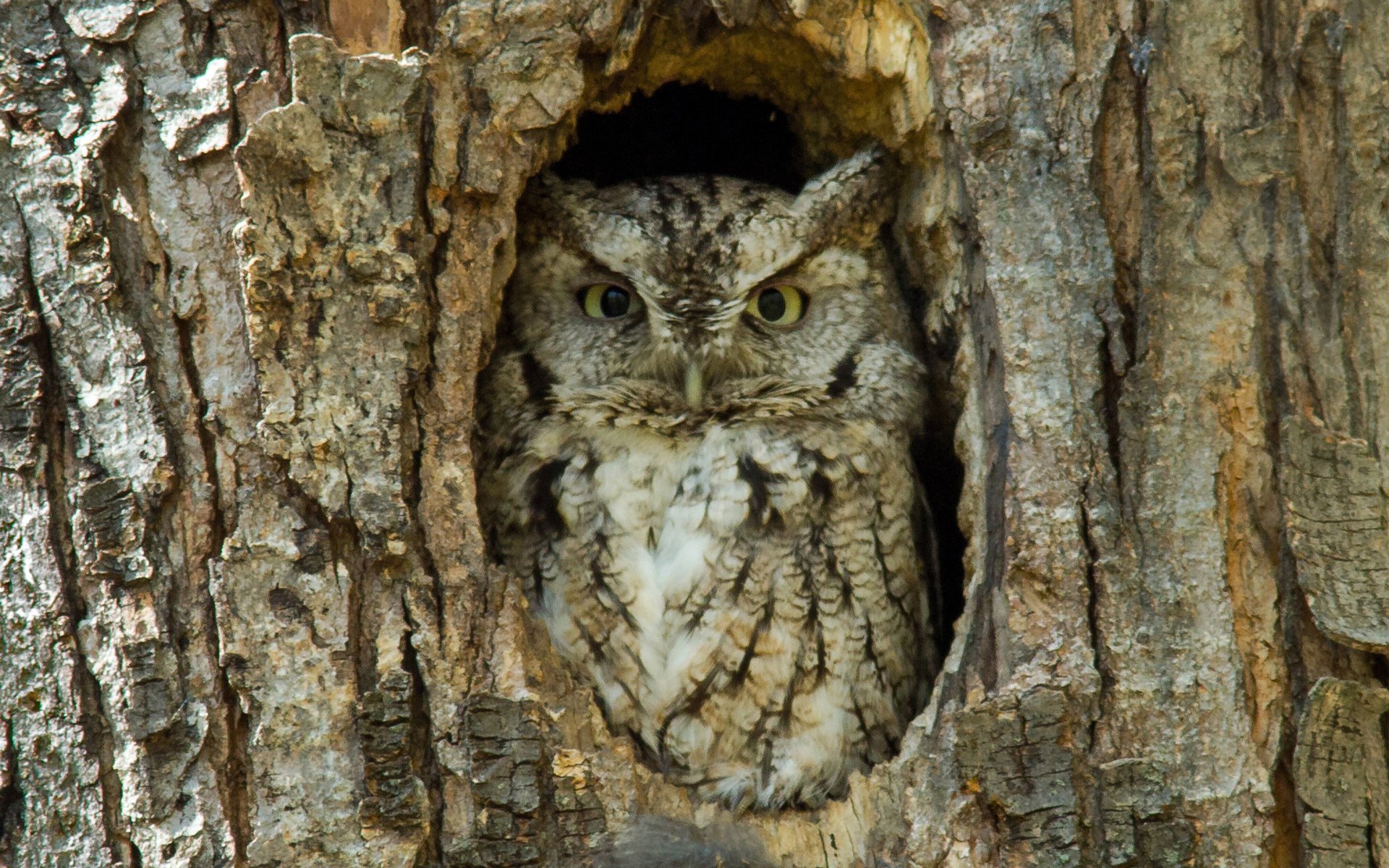 bird owl sunny the hollow tree bark